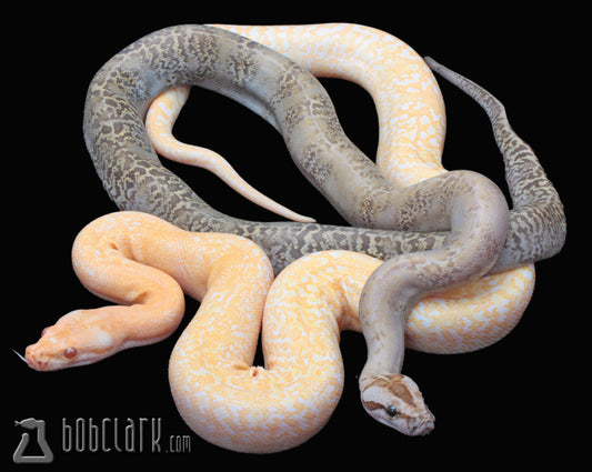 albino granite het pied male and granite doulbe het albino and pied PAIR