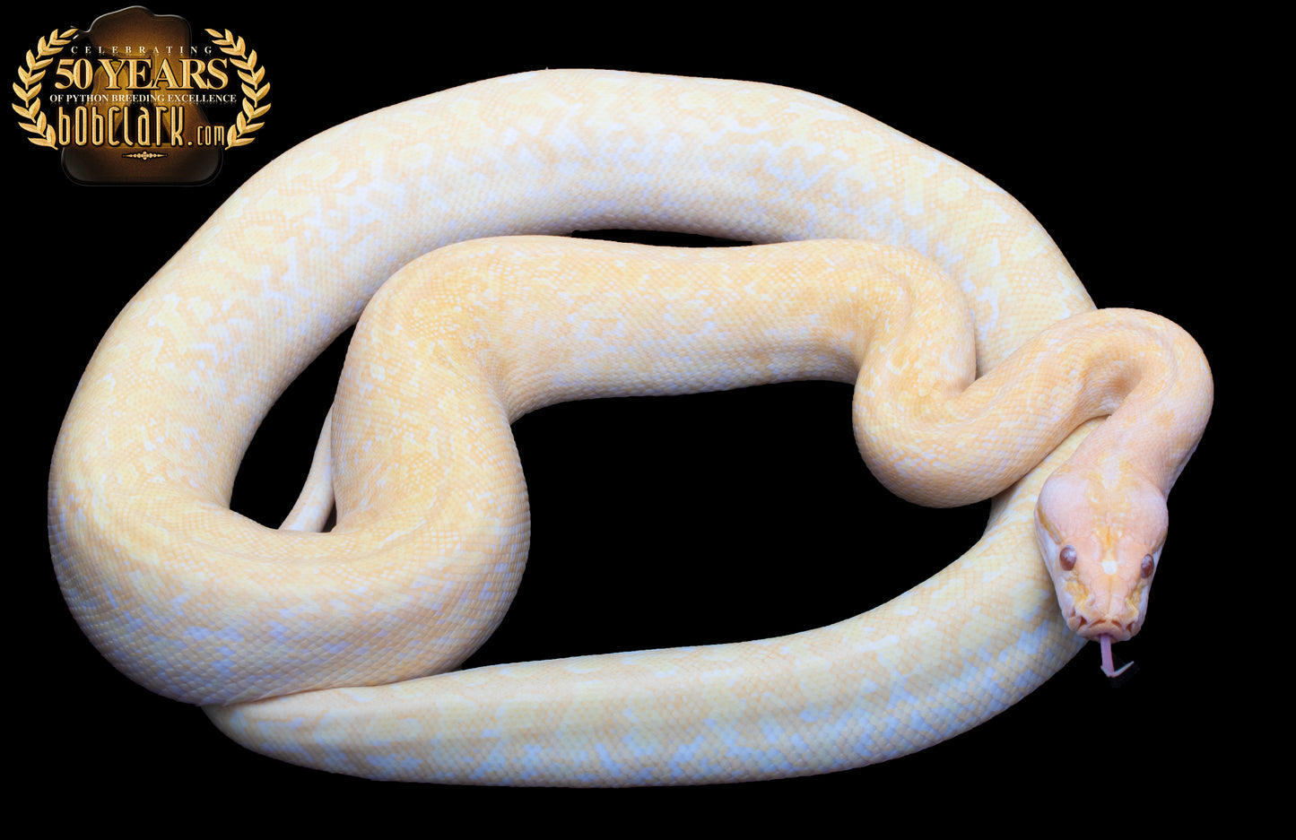 albino granite 66% poss het pied 50 inches