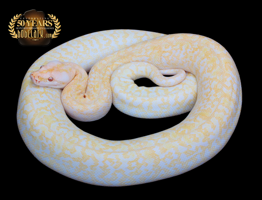 Albino granite 66% pos het pied