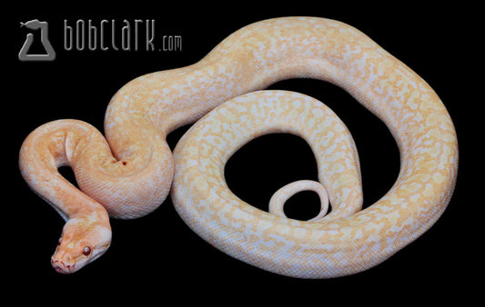 Burmese Pythons : albino granite 66% poss het pied