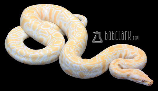 Albino het granite 54"