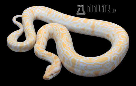 Albino het granite 54"