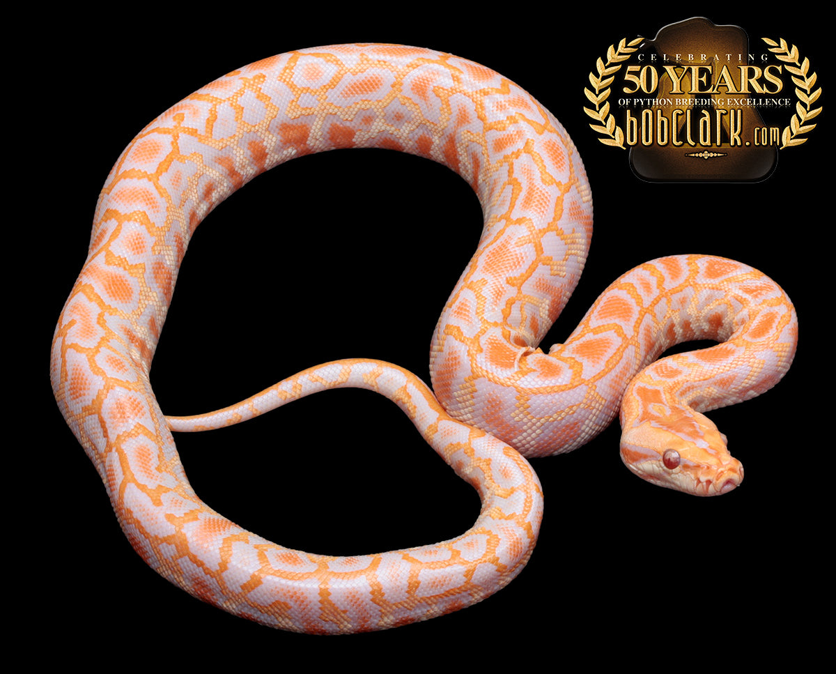 albino double het pied and granite