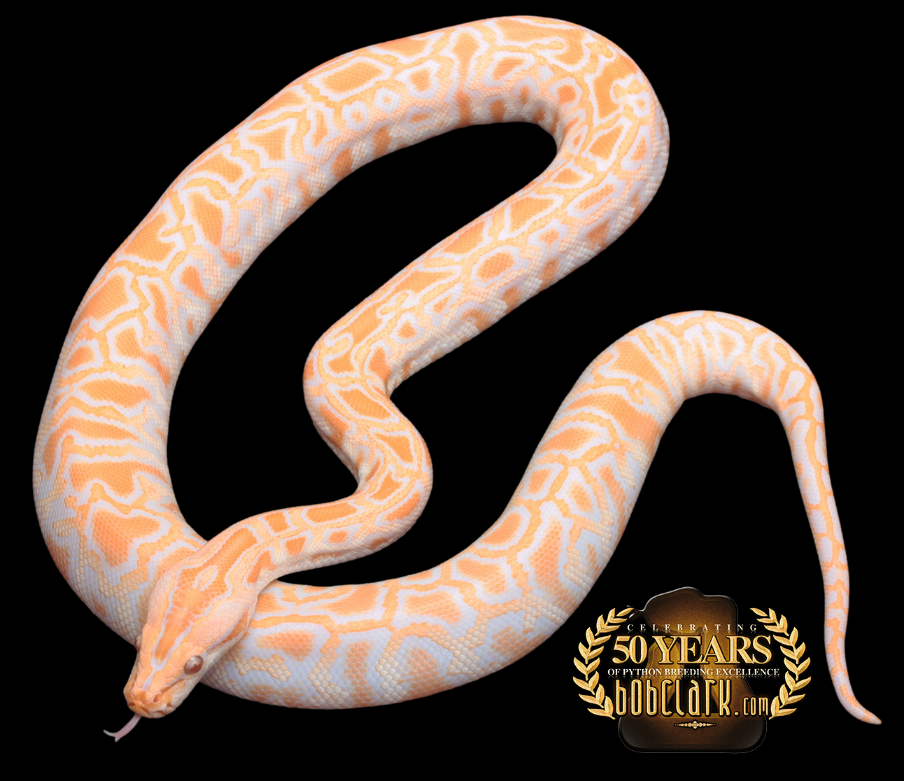 albino double het pied and granite