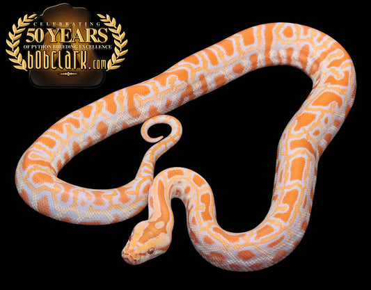 albino het pied