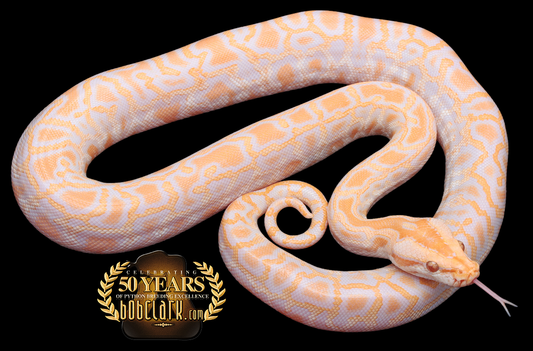 Albino 100% het pied and Granite