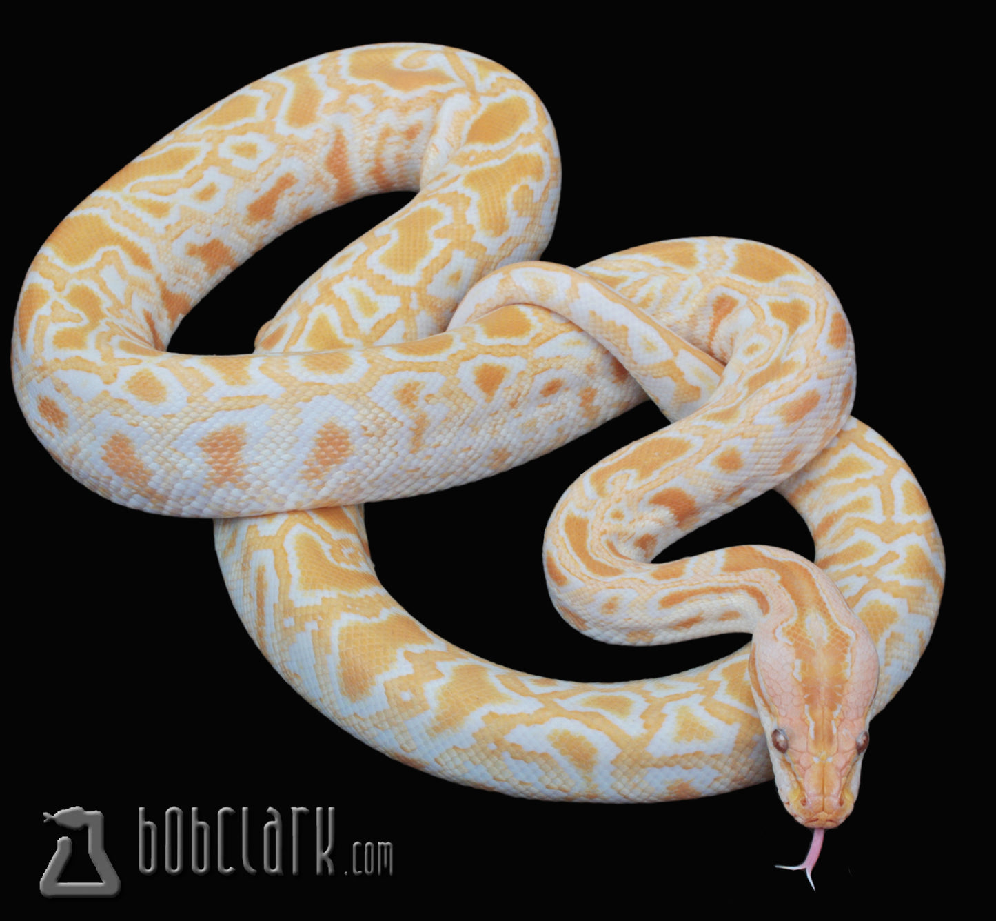 albino double het pied and granite 48"