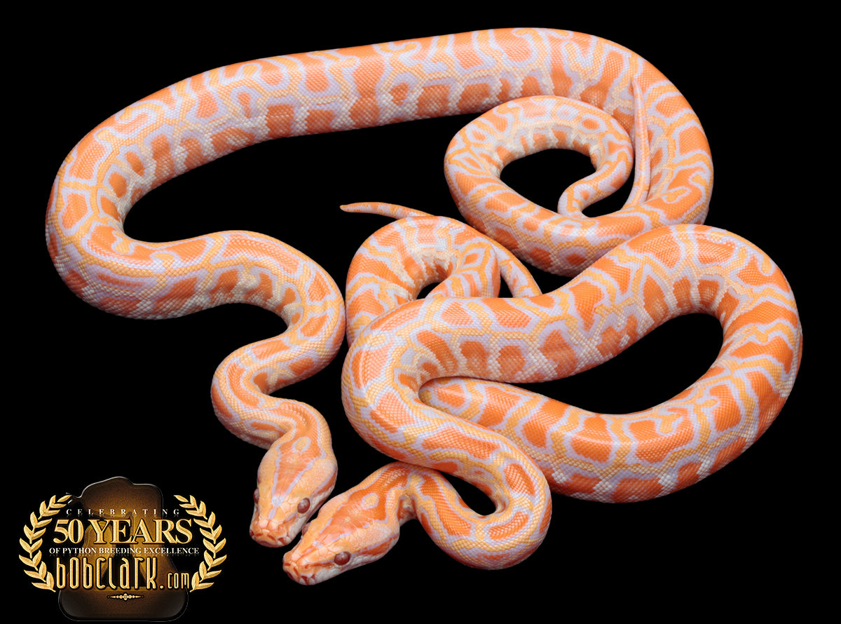 albino het pied