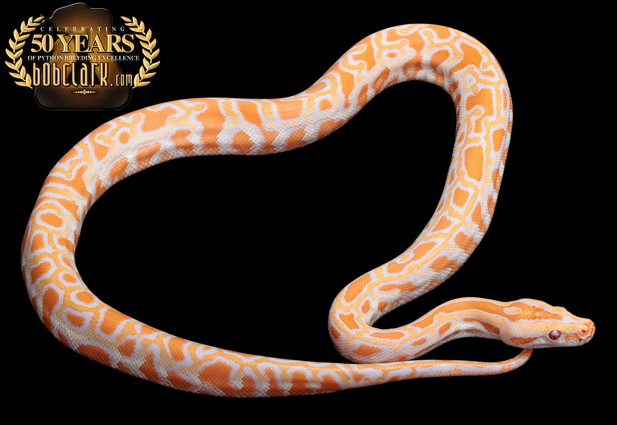 albino double het pied and granite