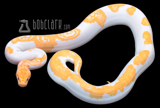 Albino pied poss het granite 38"