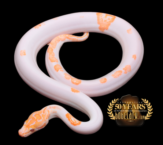 Albino pied