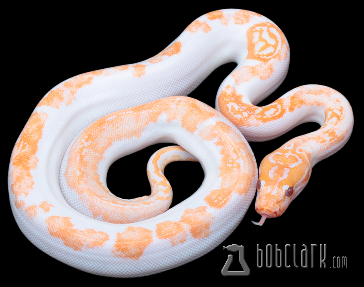 Albino pied 100% het granite