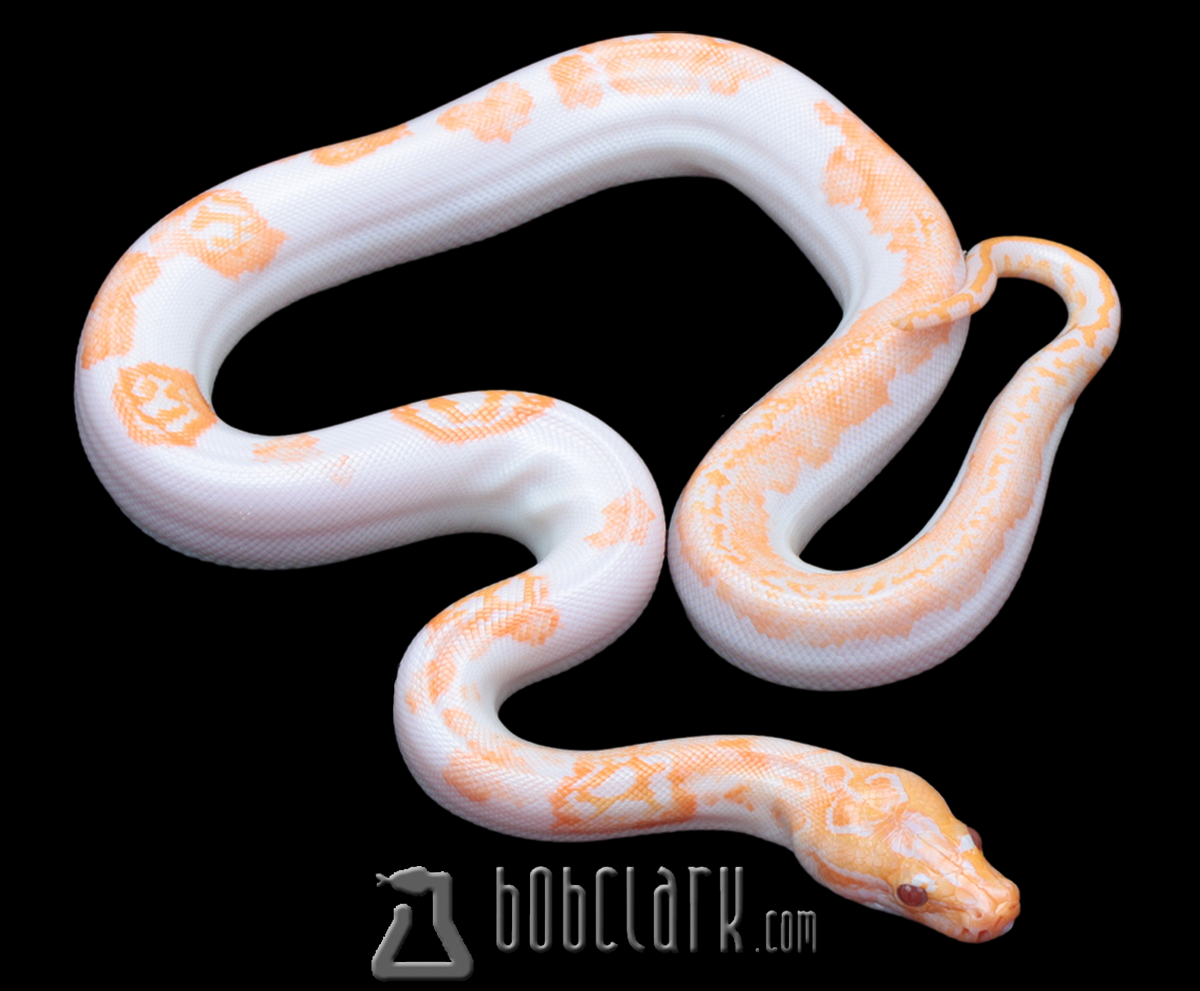 Albino pied 100% het granite