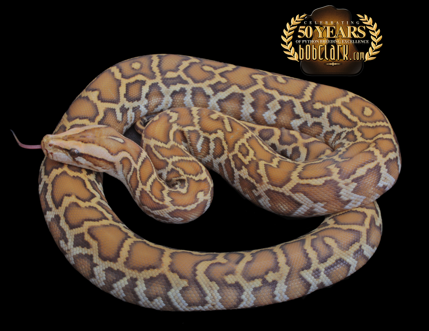 Caramel het granite