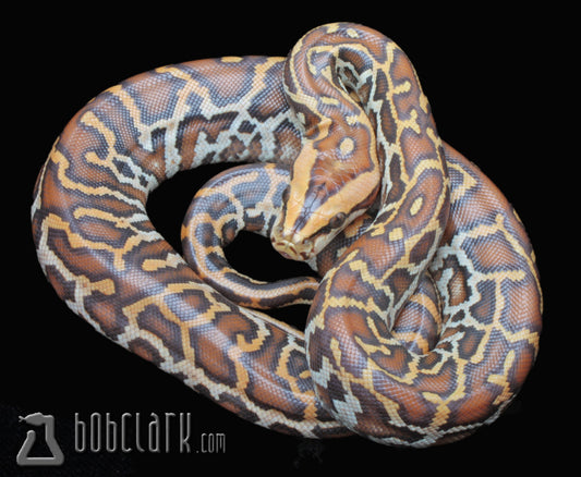 Caramel (GC type)