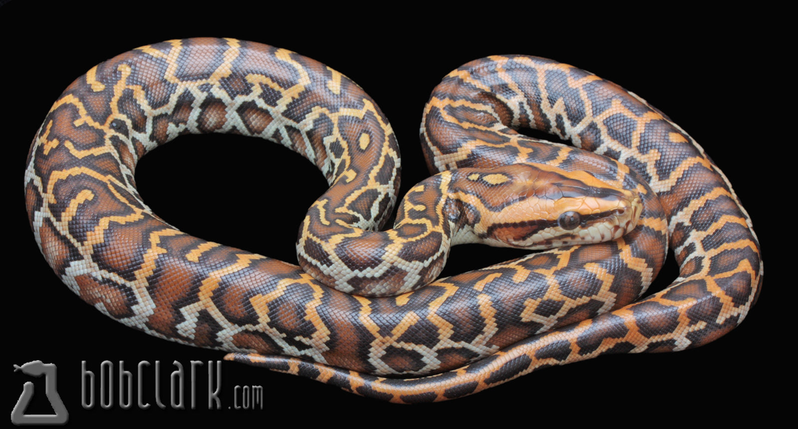 Burmese Pythons