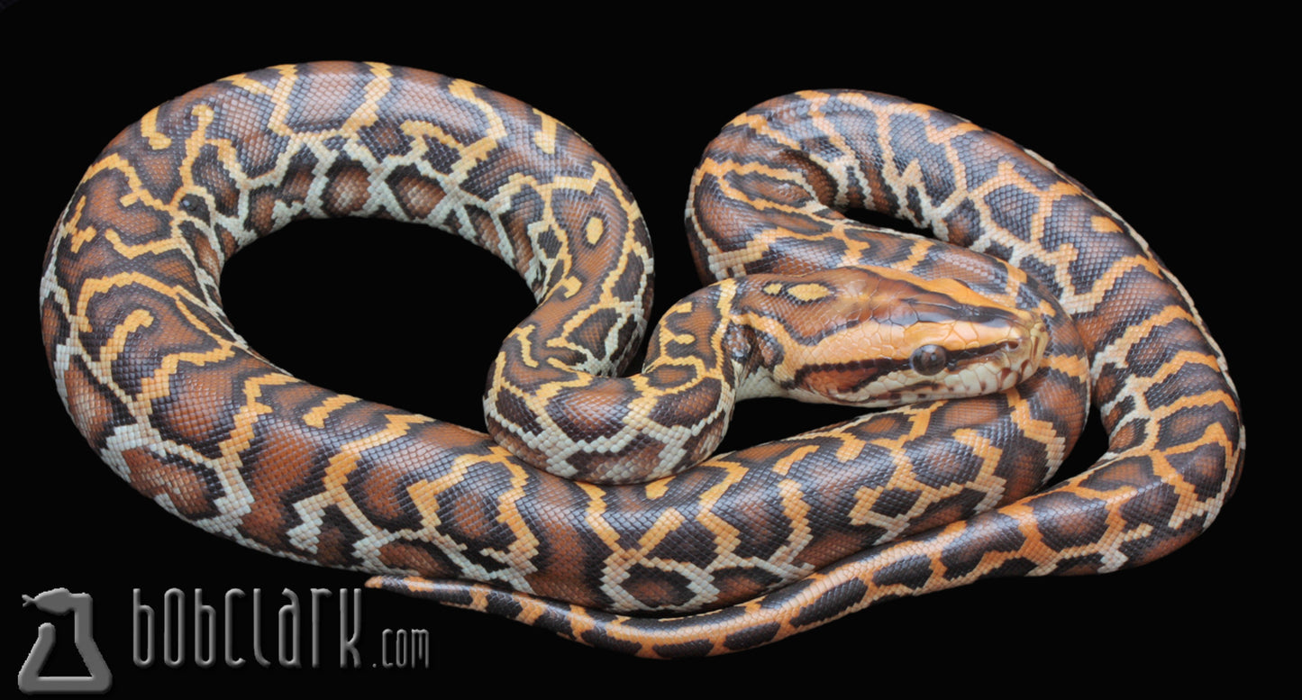 Caramel (GC type)