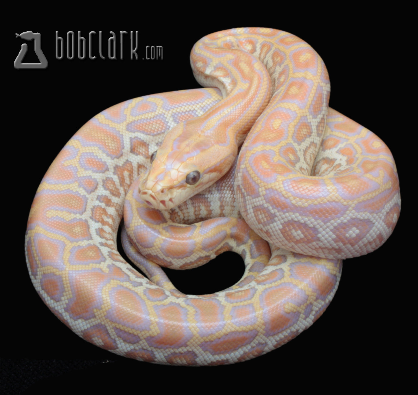 Hypo Caramel (GC type)