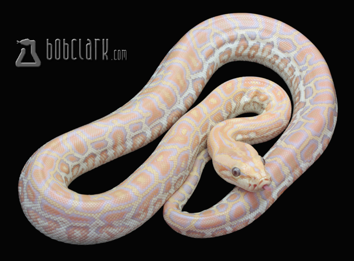 Hypo Caramel (GC type)