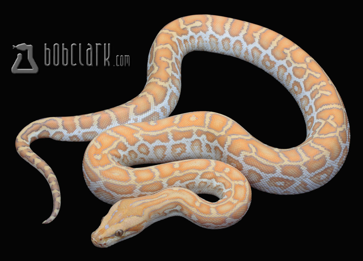 Caramel (GC) hypo