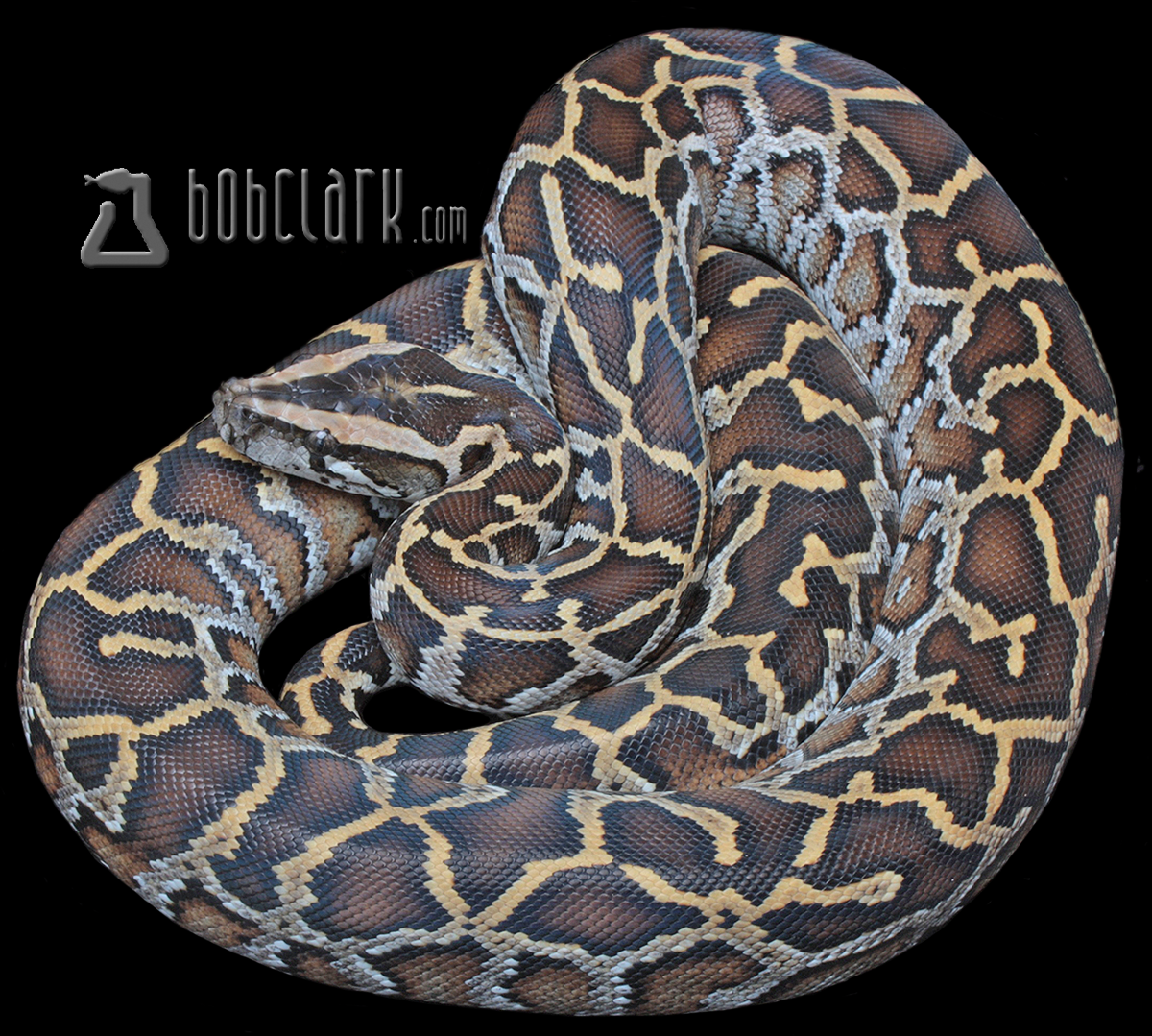 100% het pied and albino