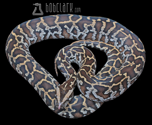 Double het albino pied