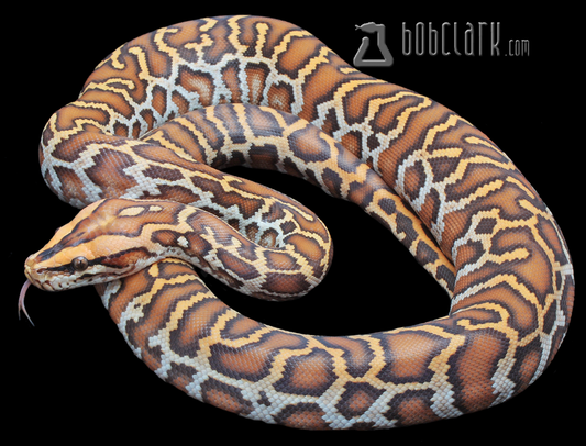 Caramel (GC)
