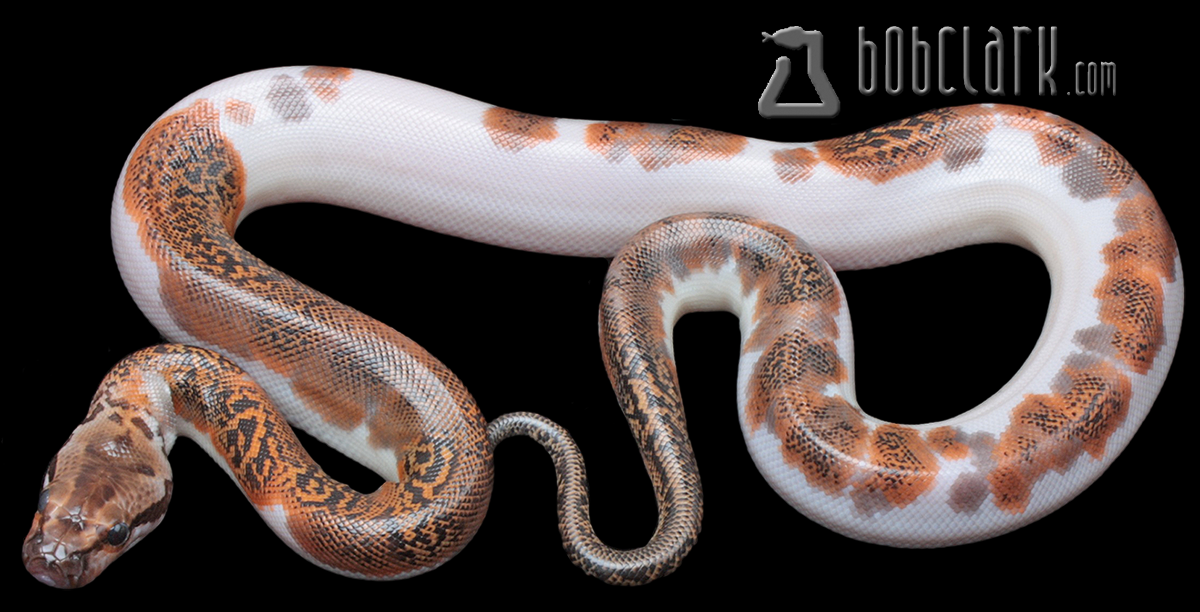 Granite pied 100% het albino