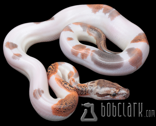 Granite pied 100% het albino