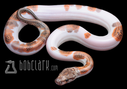 Granite pied 100% het albino