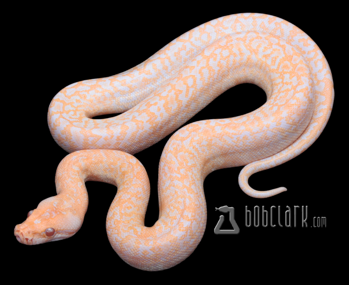 Albino granite 100% het pied