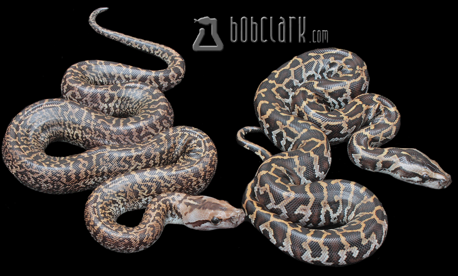 Burmese Pythons