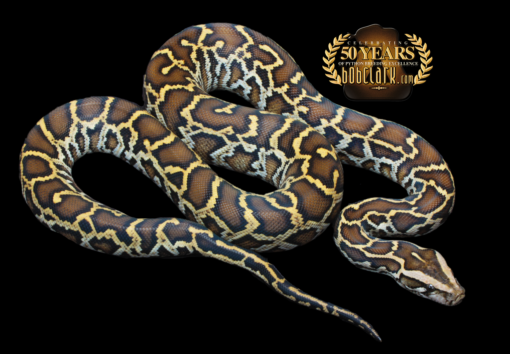 Burmese python het granite