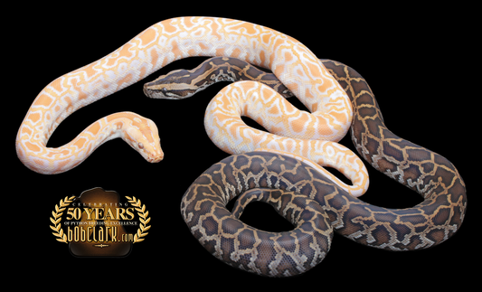 Albino het pied and double het albino pied pair