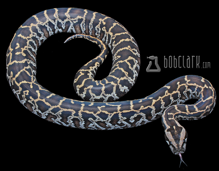 Burmese Pythons