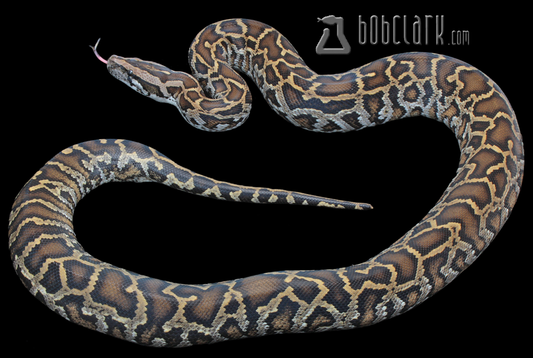 Burmese python 42"