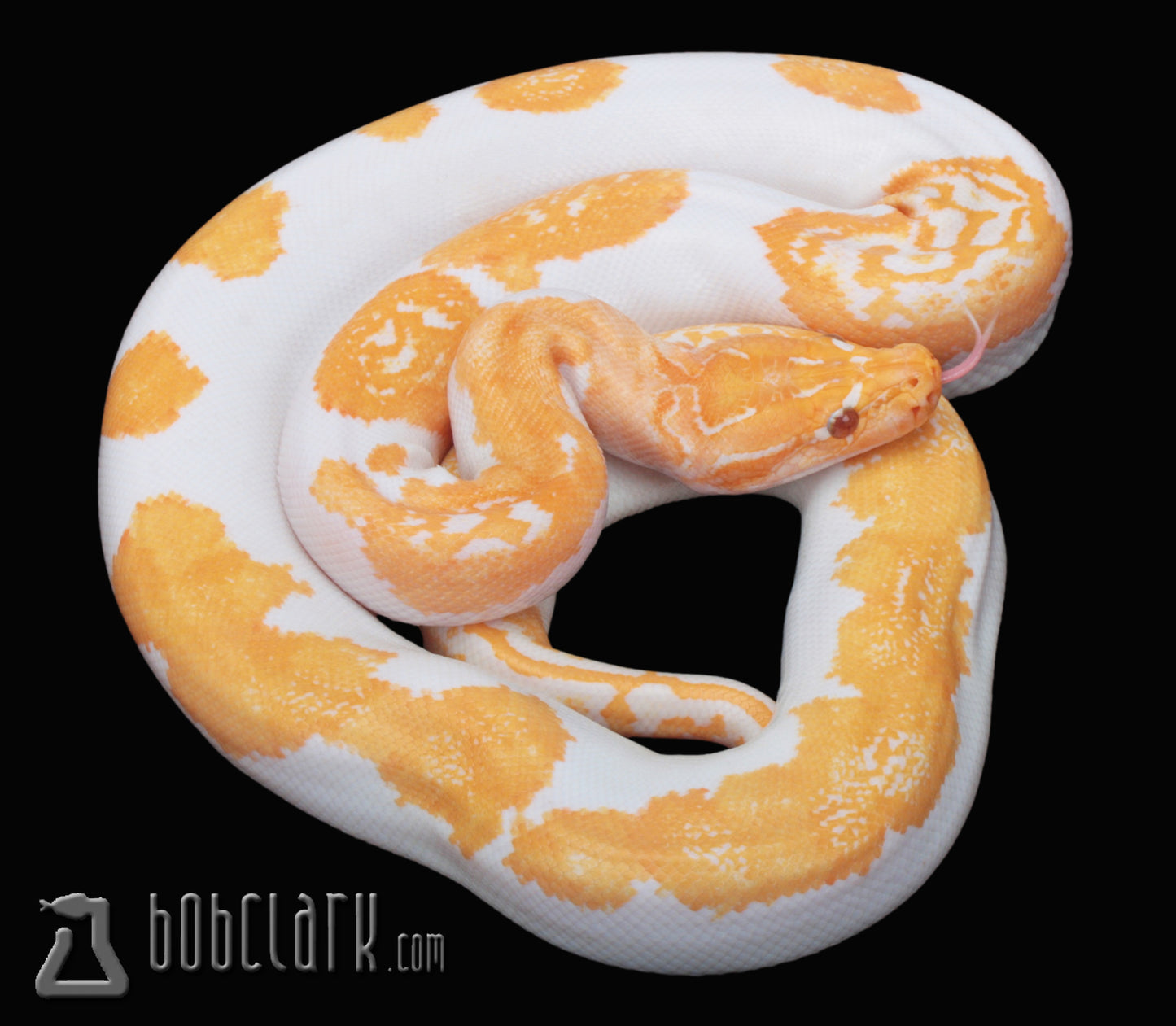 Albino pied poss het granite 38"