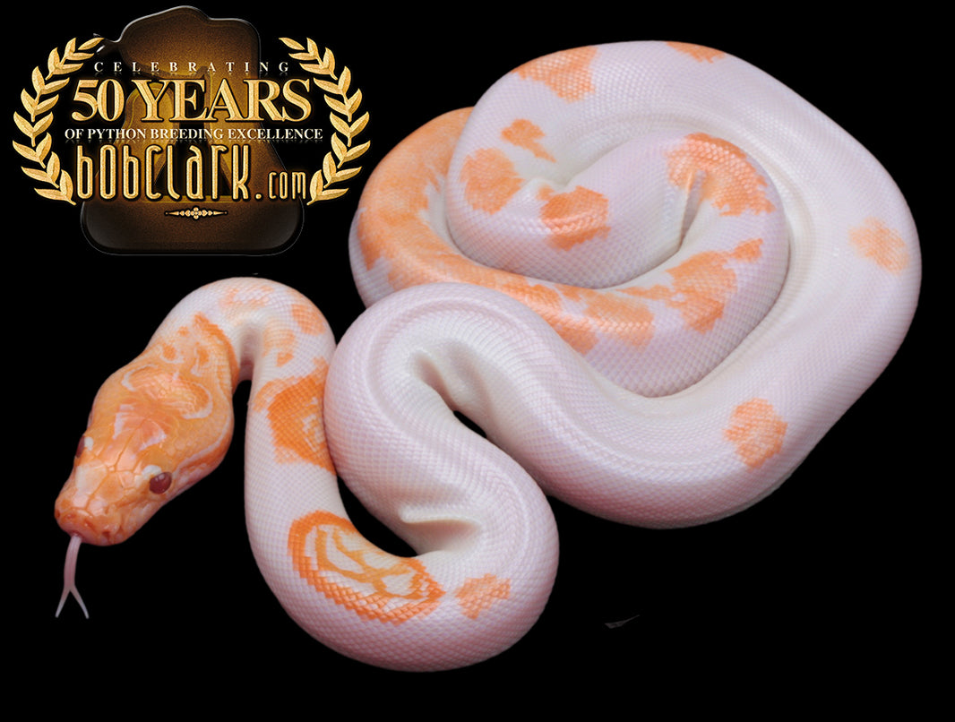 Burmese Pythons