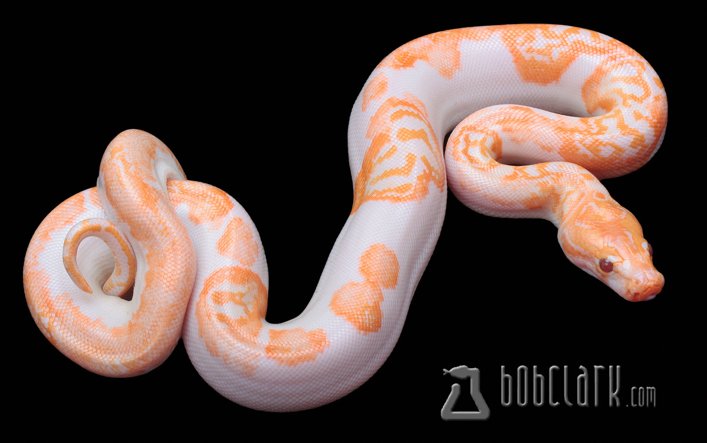 Albino pied het granite female