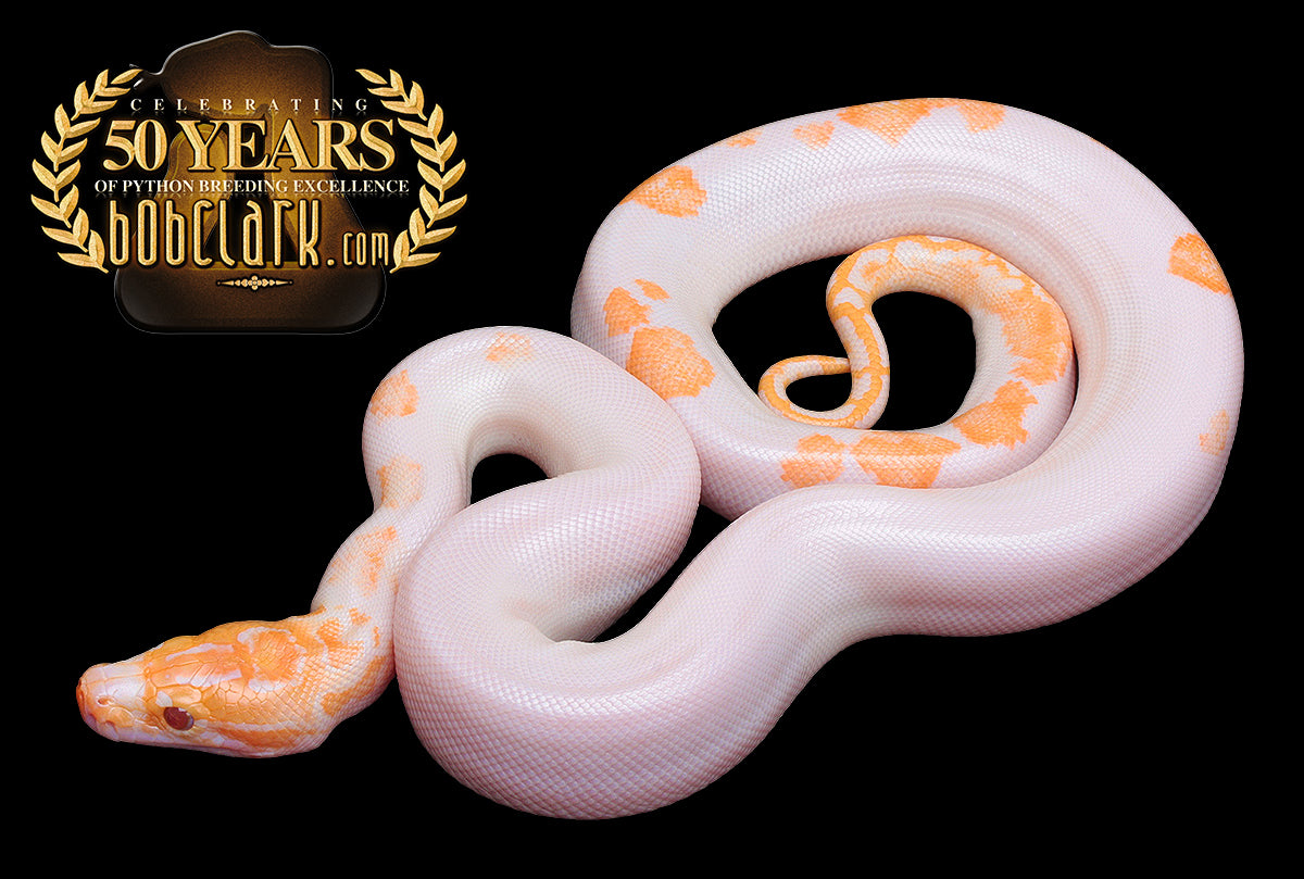 Albino pied, super high white, white nose!