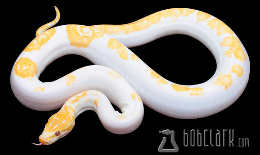 Male Albino Pied Burmese Pythons Online At Bob Clark
