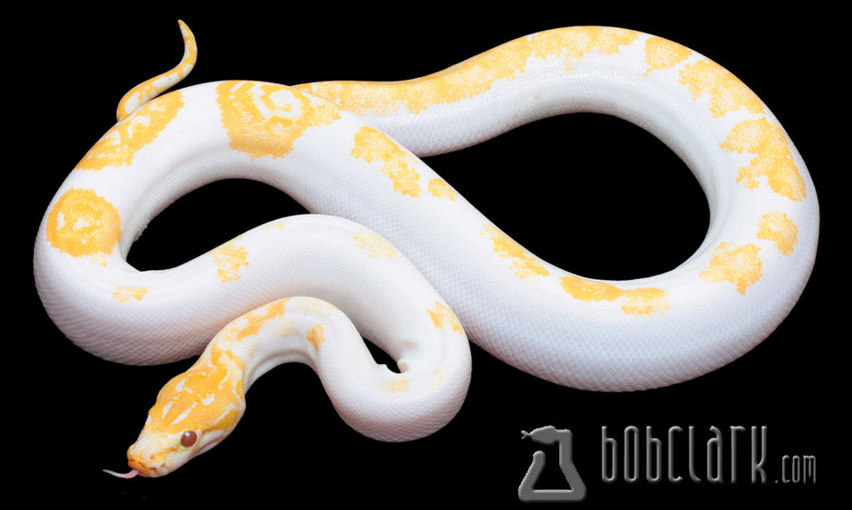 Burmese Pythons