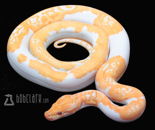 Albino pied poss het granite 38"