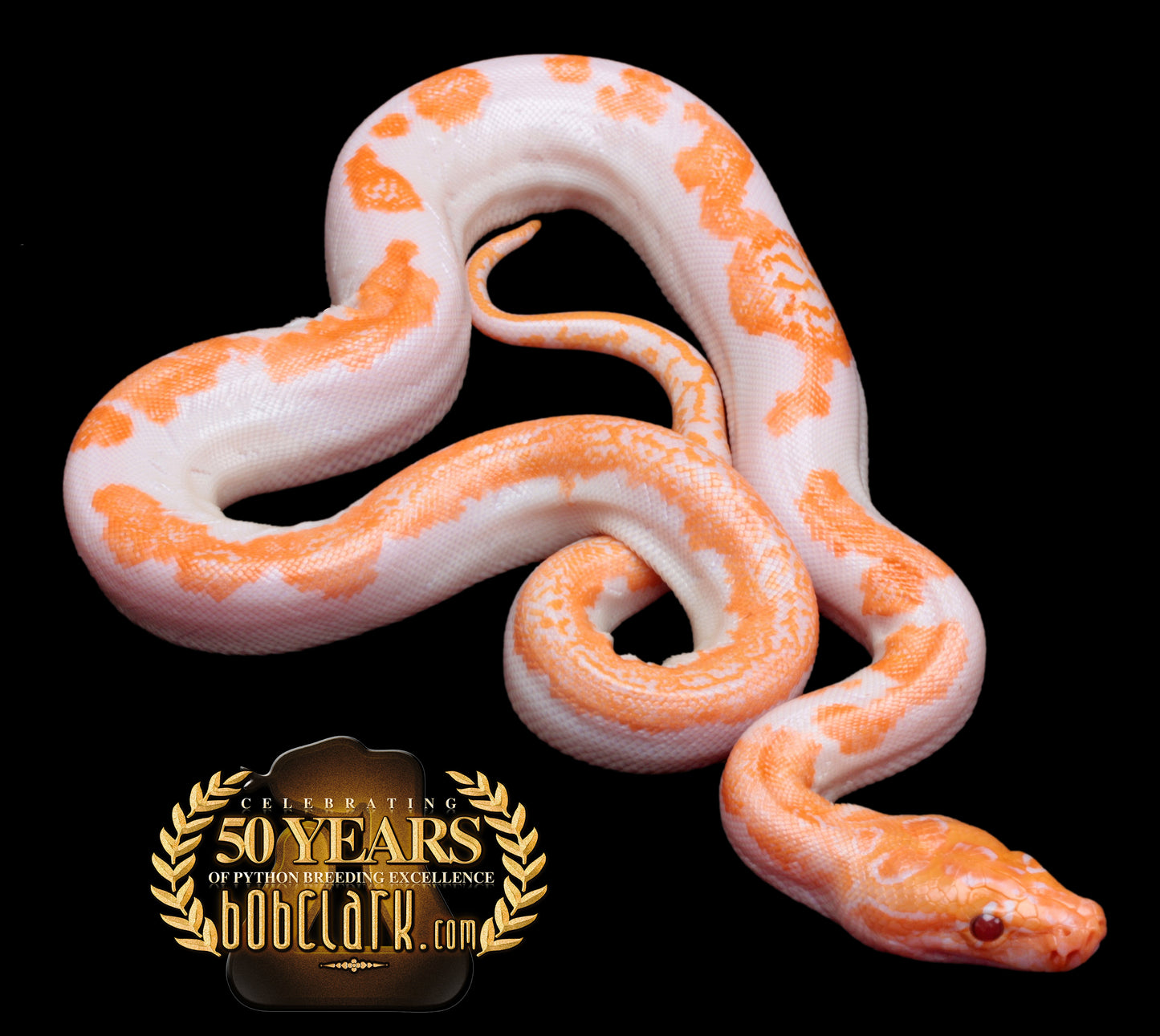 Albino pied