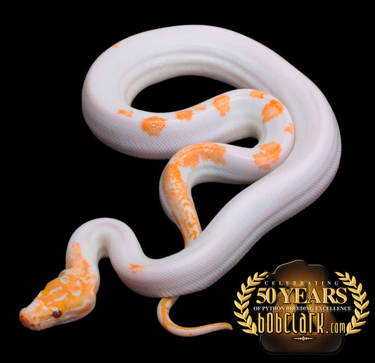 Albino pied