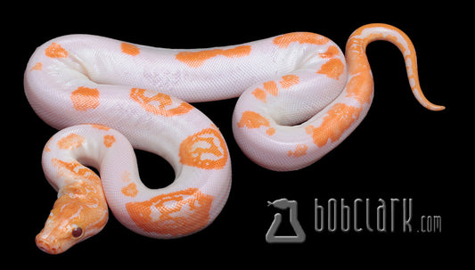 Burmese Pythons : albino pied