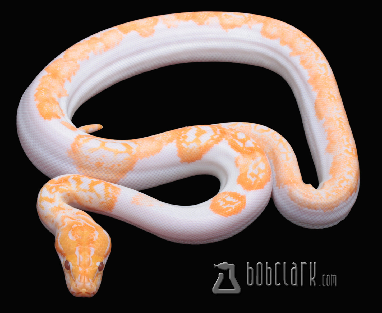 Albino pied poss het granite