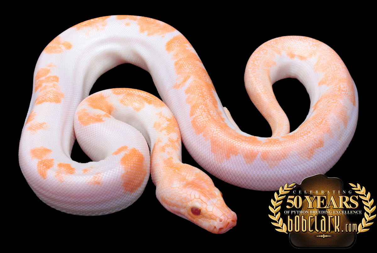 Albino pied poss het granite