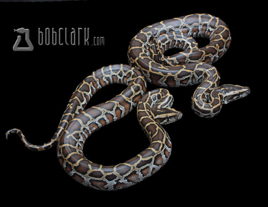 Burmese Pythons
