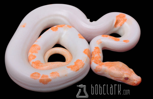 Albino granite pied male